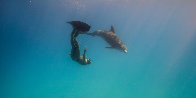 ApneeAuFeminin_Stephane_Tourreau_Dauphin