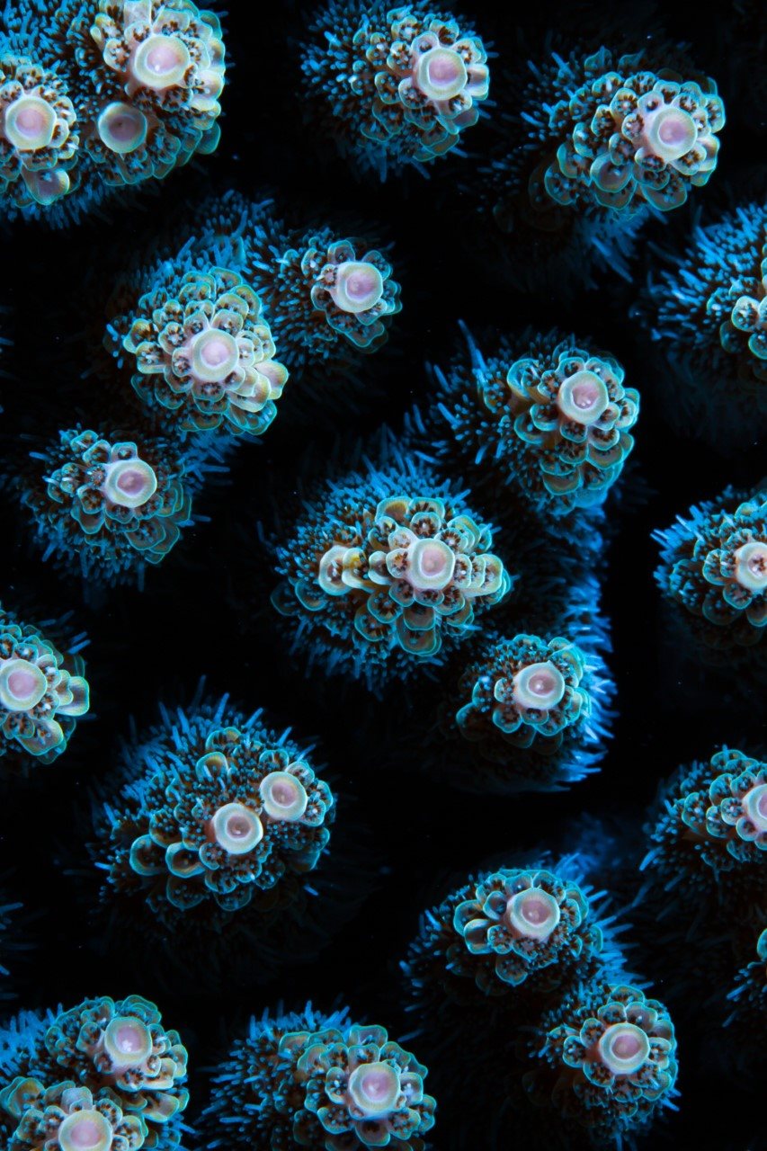 APNOIA_coral_gardeners_coraux_@benthouard